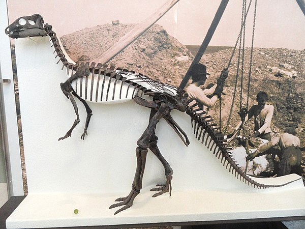 Outdated mount of a C. nanus skeleton at the AMNH, now thought to be a growth stage of C. dispar