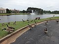 Canadian Geese and mallard ducks, First Assembly of God