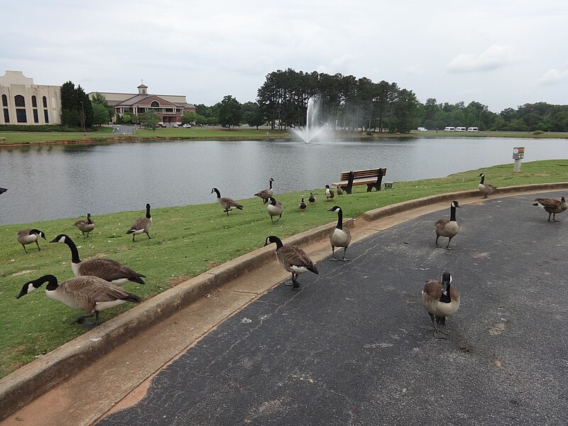 File:Canadian Geese and mallard ducks, First Assembly of God, 1.JPG