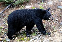 Montañas Rocosas Canadienses - el oso en el lago Louise.jpg