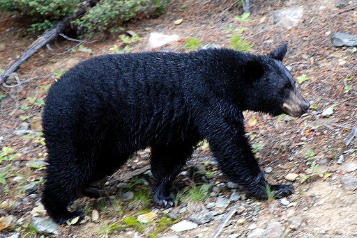 Canadian Rockies - the bear at Lake Louise