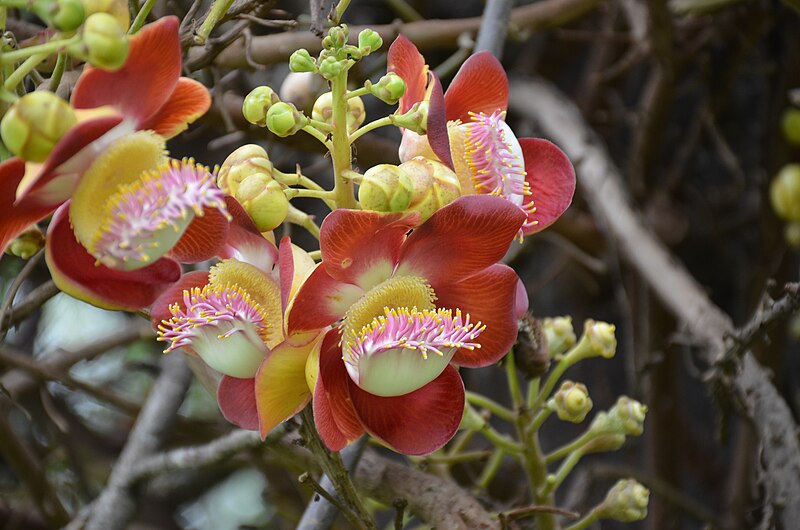 File:Cannonball Tree Couroupita guianensis WLB DSC 1026 07.jpg