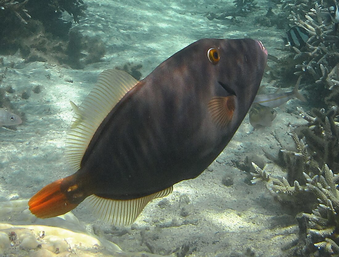 Cantherhines dumerilii