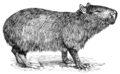 Capibara