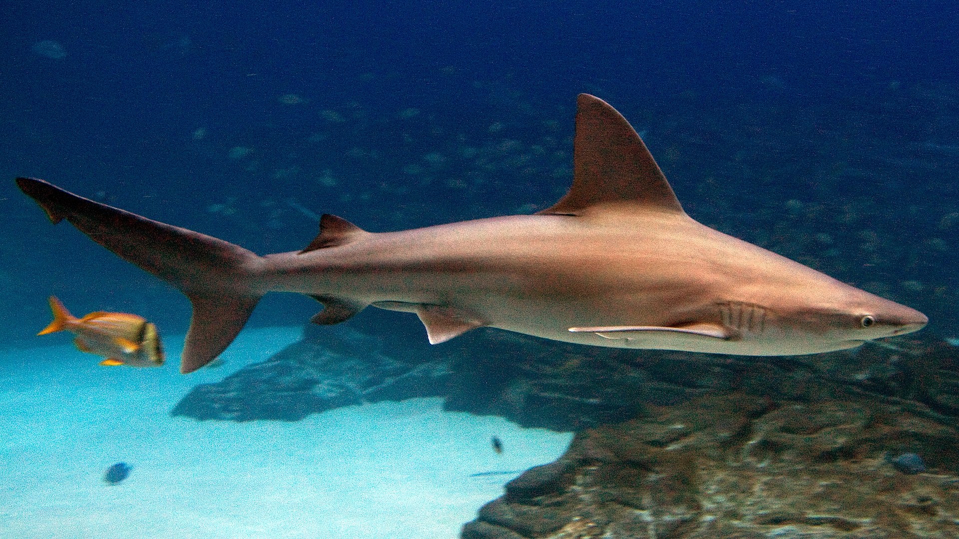 Carcharhinus plumbeus georgia.jpg