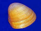 Shell of a Laevicardium elatum, or giant egg cockle Cardiidae - Acrosterigma magnum.JPG