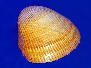 <i>Acrosterigma magnum</i> Species of bivalve