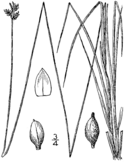 Carex albicans BB-1913.png