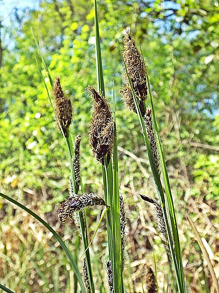 File:Carex riparia inflorescens (50).jpg