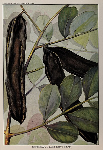 File:Carob-bean, or Saint John's Bread, illustration from The Encyclopedia of Food by Artemas Ward.jpg