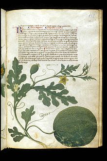 Plate depicting a melon from the "Carrara Herbal", date circa 1400, an Italian translation of a Latin translation of the book of medicaments of Serapion the Younger Carrara Herbal21.jpg