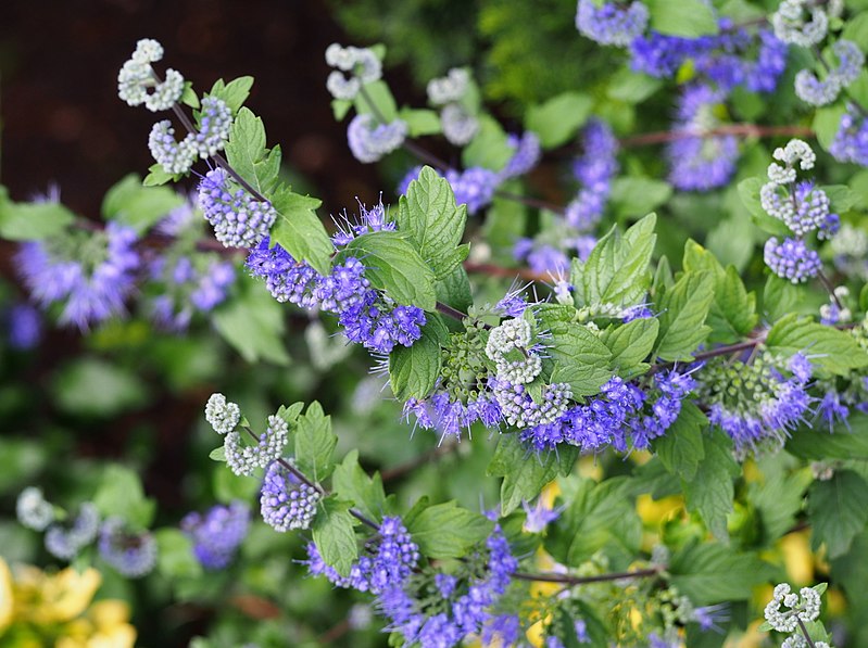 File:Caryopteris x clandonensis 'Heavenly Blue' 2016-09-04 01.jpg