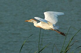 Western cattle egret