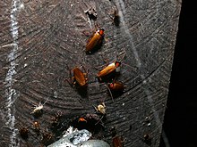 Cave Cockroaches (Symploce cavernicola) (8410887529).jpg