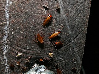 <i>Symploce</i> (insect) Genus of cockroaches