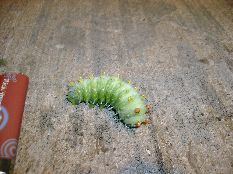 File:Cecropia moth caterpillar (SSM).JPG