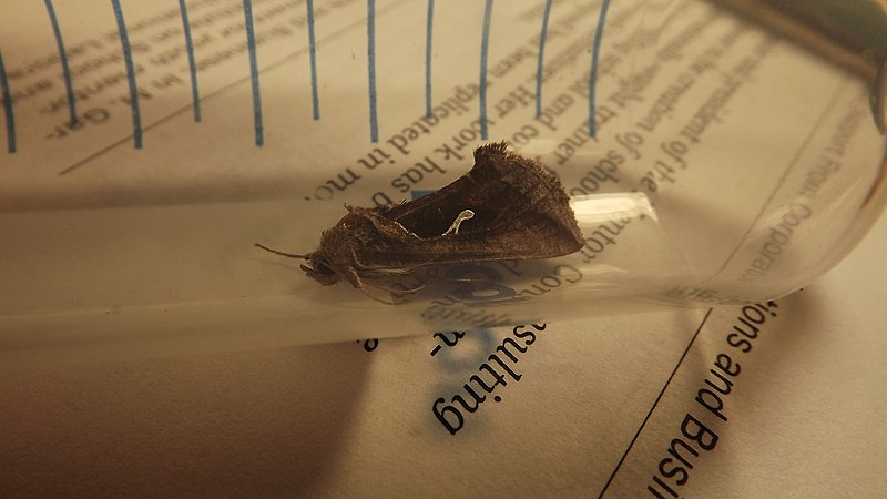 File:Celery Looper Moth (10271101523).jpg