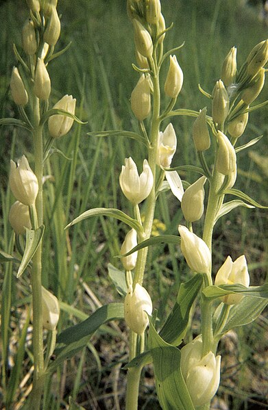 File:Cephalanthera damasonium 01.JPG