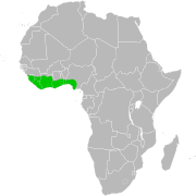 Cephalophus Niger Distribution Map.svg