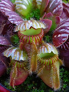 Cephalotus follicularis Insectivorous leaves