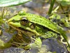 Cerkniško jezero - zelena žaba (Pelophylax esculentus).jpg