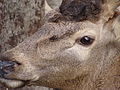 Cervus elaphus hispanicus Ciervo español