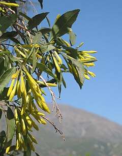 Description de l'image Cestrum parqui.JPG.