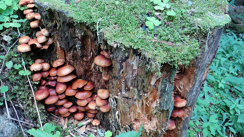 File:Champignons en Vanoise (2).jpg