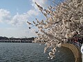タイダルベイスン沿いの桜
