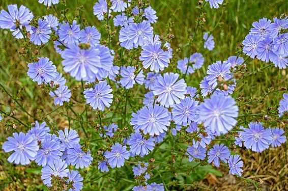 Chicory flowers