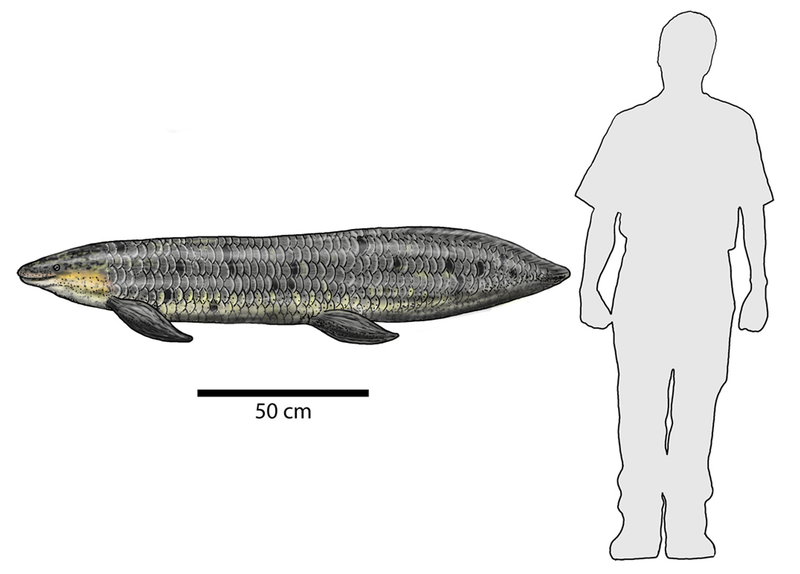 File:Chinle fish Arganodus cropped.png