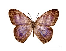 Chloreuptychia hewitsonii MHNT dos.jpg