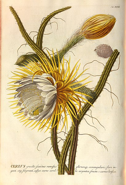 File:Christoph Jakob Trew - Plantae selectae quarum imagines ad exemplaria naturalia Londini - 1765 - 032.jpg