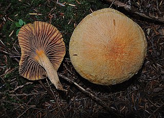 <i>Chroogomphus ochraceus</i> Species of fungus