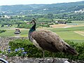 Château de Marqueyssac (Vézac) - Gärten Pfau 2.jpg