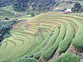 Chế Cu Nha, Mù Cang Chải, Yên Bái, Vietnam - panoramio (1).jpg