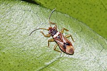 Cimicomorph Bug (Thaumastocoridae spp.)