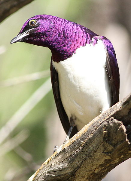 File:Cinnyricinclus leucogaster, Pilanesberg 9.jpg