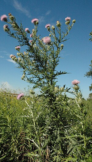 Toårig Plante