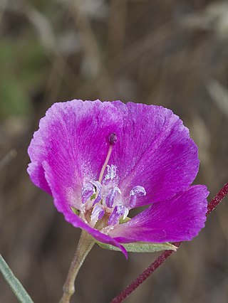 <i>Clarkia speciosa</i> Species of flowering plant