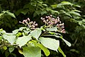 クサギ Clerodendrum trichotomum