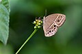 * Nomination Close Wing Nectaring of Mycalesis perseus (Fabricius, 1775) - Common Bushbrown --TAPAN1412 16:01, 23 December 2023 (UTC) * Decline  Oppose Sorry but this isn't sharp and still too noisy --Plozessor 05:45, 24 December 2023 (UTC)