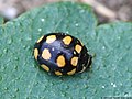 Coccinula quatuordecimpustulata (Linnaeus, 1758)