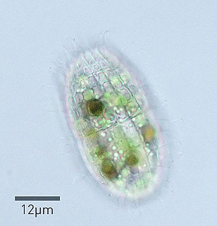 <i>Coleps</i> Genus of single-celled organisms