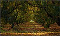 Colours of Autumn, Albury. Peter Neaum. Exact mapping, but orchard now erased. - panoramio.jpg