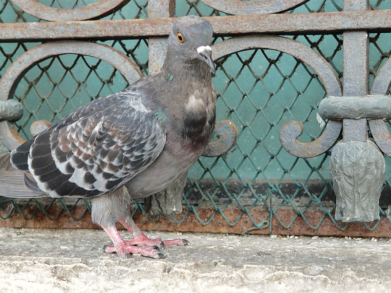 File:Columba livia (domest.) in Venice 2.JPG