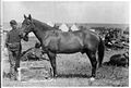 « Comanche », la monture du capitaine Keogh, « seul survivant du bataillon de Custer ».