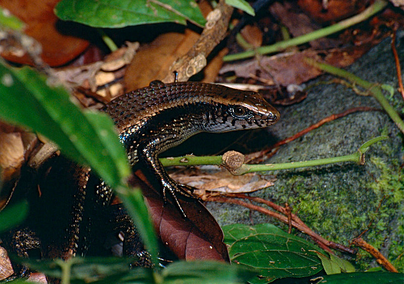 File:Common Sun Skink (Eutropis multifasciatus) (13964672960).jpg