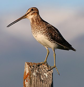 <span class="mw-page-title-main">Common snipe</span> Species of bird