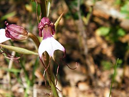 Himantoglossum comperianum